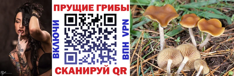 Галлюциногенные грибы прущие грибы  Любим 